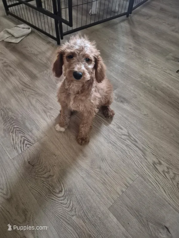 Riley, a female Miniature Goldendoodle for sale in Mansfield, MA – 1 of 1