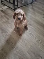 Riley, a female Miniature Goldendoodle for sale in Mansfield, MA – 1 of 1