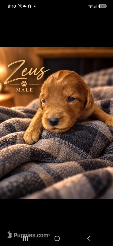 Puppy Love  – Labradoodle puppy for sale in Mansfield, MA