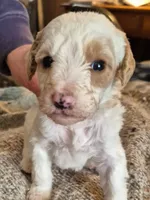 Lola , a female Miniature Labradoodle for sale in Mansfield, MA – Photo 1 of 8