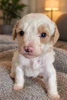 Lola , a female Miniature Labradoodle for sale in Mansfield, MA – Photo 8 of 8