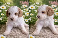 Lola , a female Miniature Labradoodle for sale in Mansfield, MA – Photo 7 of 8