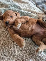 Lola , a female Miniature Labradoodle for sale in Mansfield, MA – Photo 4 of 8