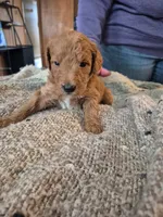 Lola , a female Miniature Labradoodle for sale in Mansfield, MA – Photo 3 of 8