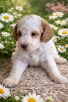 Lola , a female Miniature Labradoodle for sale in Mansfield, MA – Photo 6 of 8