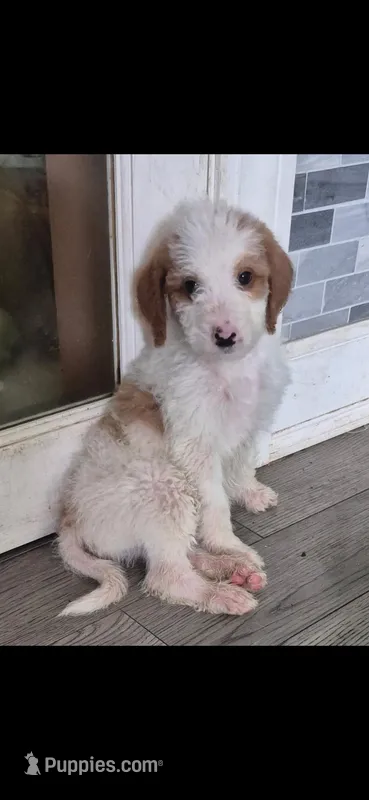 Loki  – Miniature Labradoodle puppy on hold in Mansfield, MA