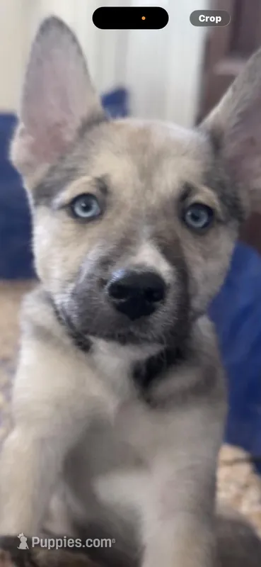 Jerry  – Boxer, Siberian Husky puppy for sale in Mansfield, MA