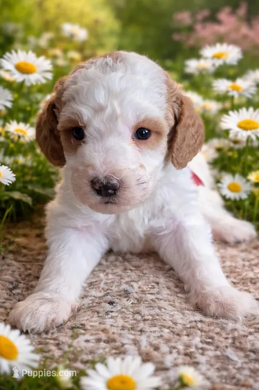 Roxie  – Goldendoodle, Miniature Labradoodle puppy for sale in Mansfield, MA