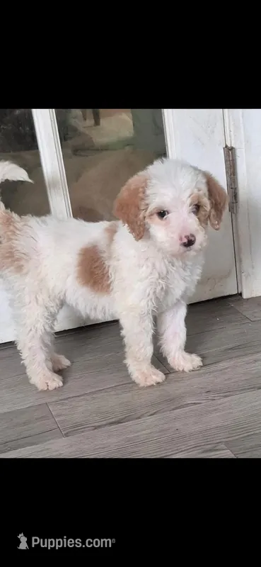 Roxie  – Goldendoodle, Miniature Labradoodle puppy for sale in Mansfield, MA