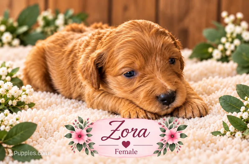 Fora , a female Miniature Labradoodle for sale in Mansfield, MA – 1 of 1