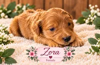 Fora , a female Miniature Labradoodle for sale in Mansfield, MA – 1 of 1