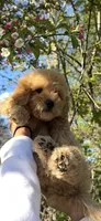 Baxter, a male Cavapoo for sale in Mansfield, MA – 2 of 2
