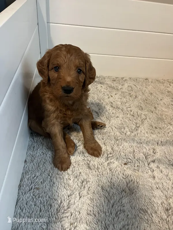 Joey  – Goldendoodle puppy for sale in Mansfield, MA
