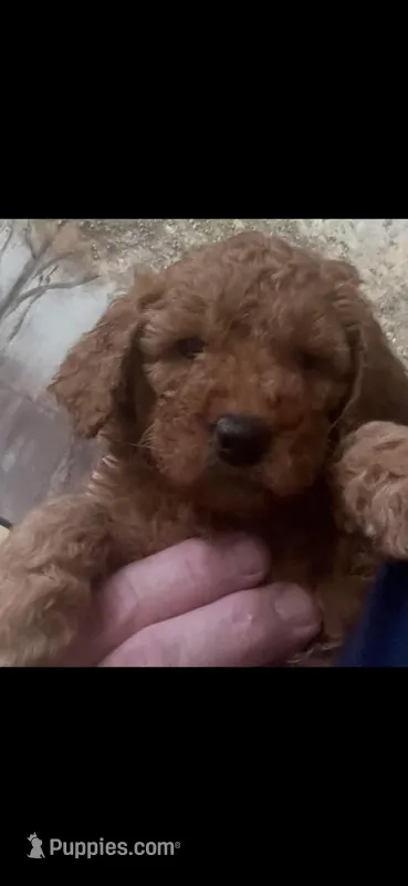 Halo  – Goldendoodle puppy for sale in Mansfield, MA