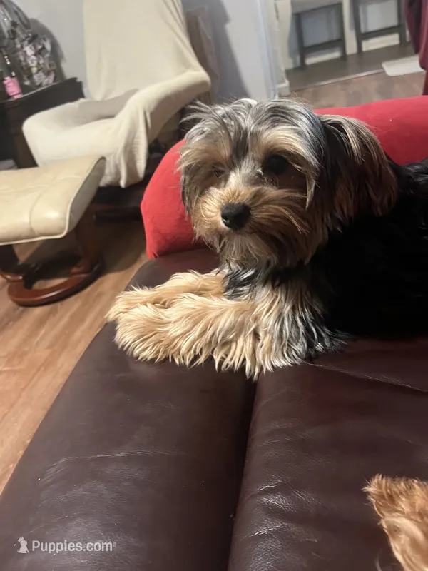 Comet  – Yorkshire Terrier puppy for sale in Mansfield, MA
