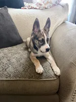 Jerry , a male Boxer and Siberian Husky for sale in Mansfield, MA – Photo 3 of 4