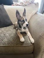 Jerry , a male Boxer and Siberian Husky for sale in Mansfield, MA – Photo 4 of 4