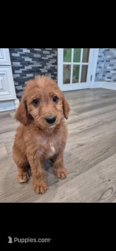 Amber  – Miniature Goldendoodle puppy for sale in Mansfield, MA