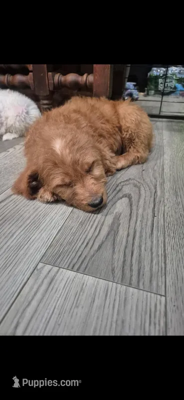 Ginger  – Miniature Goldendoodle puppy for sale in Mansfield, MA