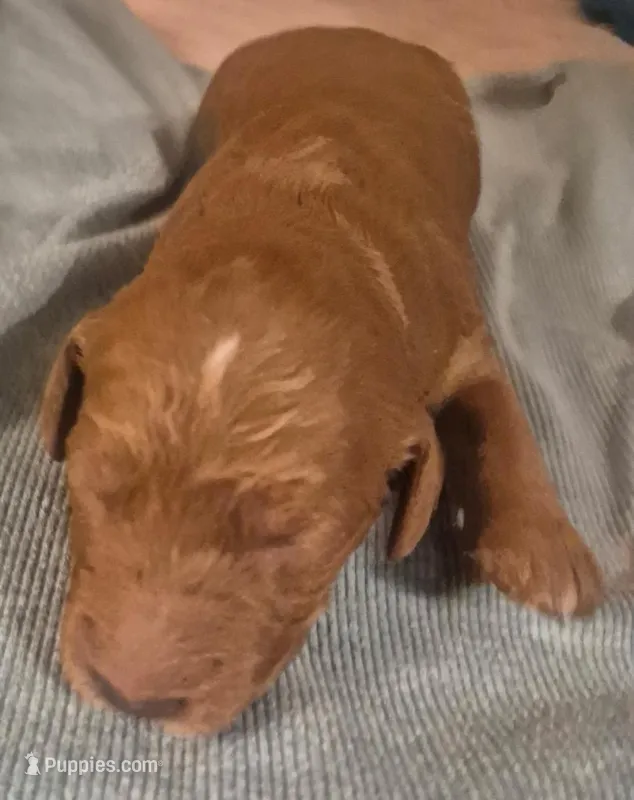 Puppy 1  – Goldendoodle, Labradoodle puppy for sale in Mansfield, MA