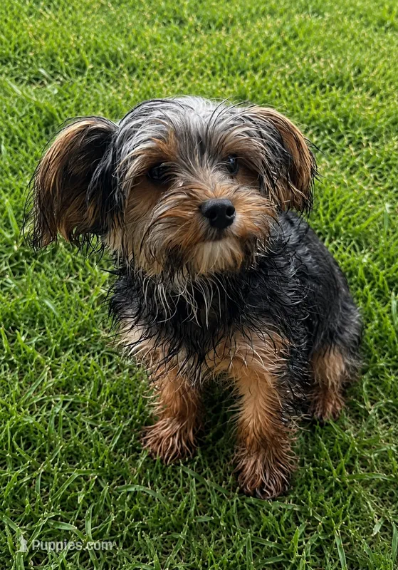 Buddy , a male Yorkshire Terrier for sale in Mansfield, MA – 1 of 1