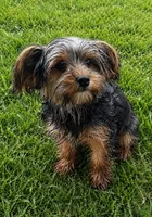 Buddy , a male Yorkshire Terrier for sale in Mansfield, MA – 1 of 1
