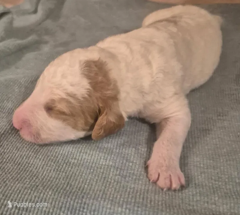 Puppy love  – Goldendoodle, Labradoodle puppy for sale in Mansfield, MA