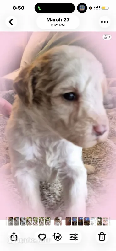 Puppy love  – Goldendoodle, Labradoodle puppy for sale in Mansfield, MA