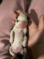 Bessie, a female Border Collie and Aussiedoodle for sale in Mansfield, MA – Photo 4 of 6