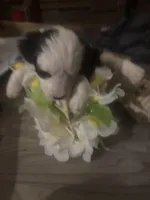 Bessie, a female Border Collie and Aussiedoodle for sale in Mansfield, MA – Photo 3 of 6