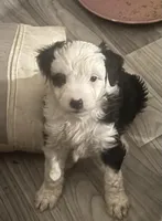 Bessie, a female Border Collie and Aussiedoodle for sale in Mansfield, MA – Photo 1 of 6