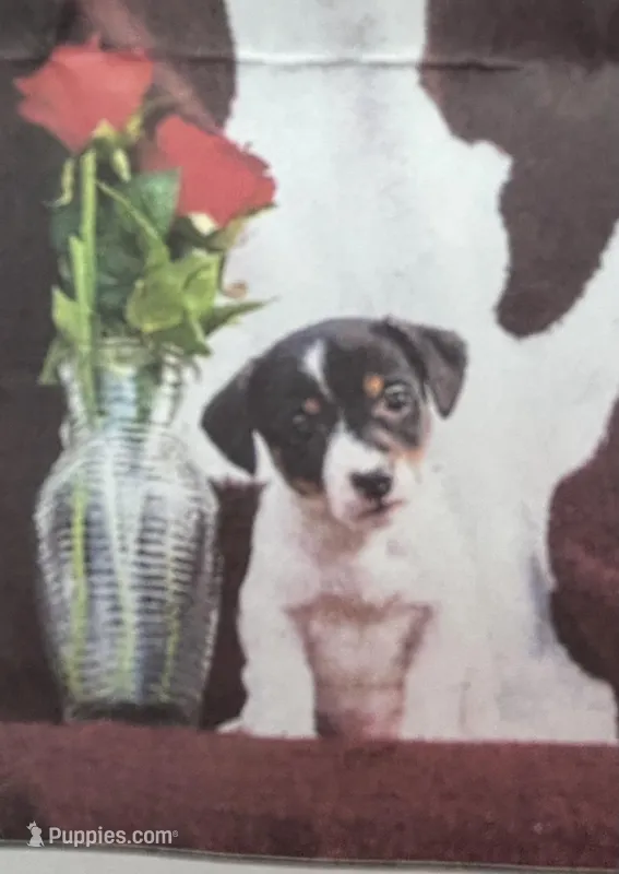 Clyde  – Jack Russell Terrier puppy for sale in Mansfield, MA