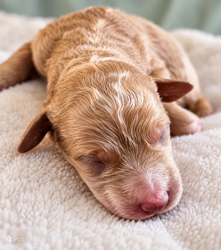 Puppy love mini  – Miniature Goldendoodle puppy for sale in Mansfield, MA