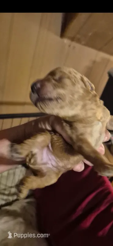 Puppy Love  – Labradoodle puppy for sale in Mansfield, MA