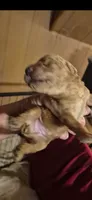 Puppy Love , a male Labradoodle for sale in Mansfield, MA – 1 of 1