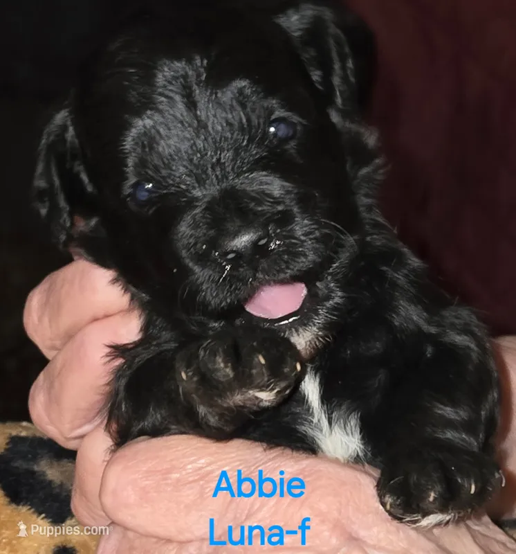 Abbie