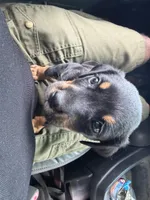 Ryder, a male Rottweiler for sale in Houston, TX – 4 of 4