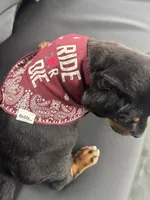 Ryder, a male Rottweiler for sale in Houston, TX – 2 of 4