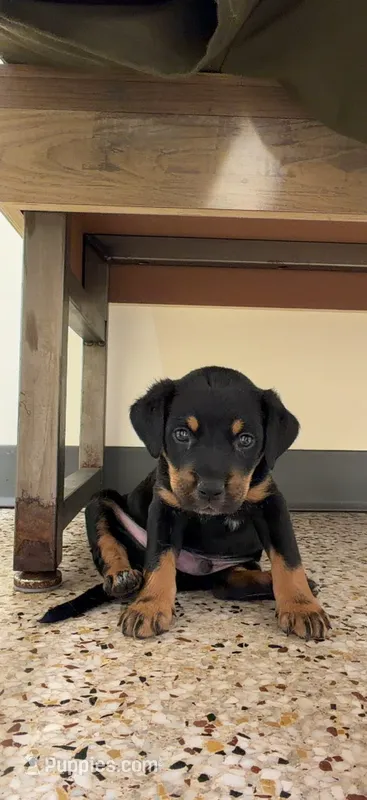 Ryder – Rottweiler puppy for sale in Houston, TX
