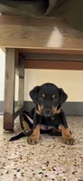 Ryder, a male Rottweiler for sale in Houston, TX – 1 of 4