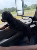 Ryder, a male Rottweiler for sale in Houston, TX – 3 of 4