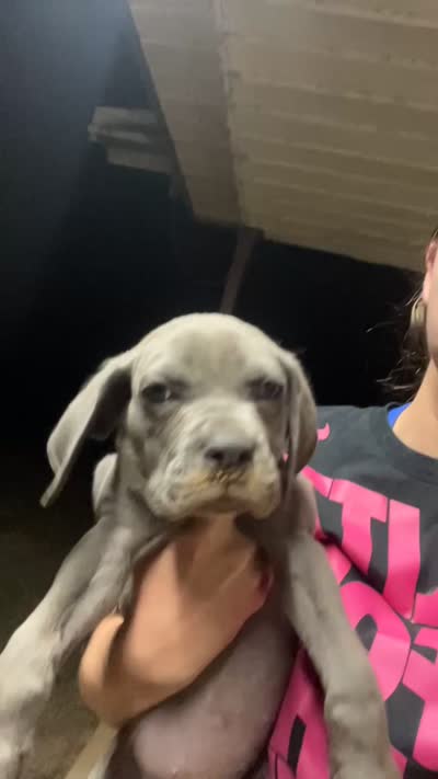 Red , a male Cane Corso for sale in Gause, TX – 4 of 4