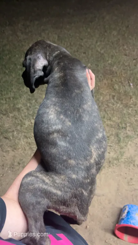 brindle boy – Cane Corso puppy for sale in Gause, TX