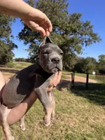 Gray Girl, a female Cane Corso for sale in Gause, TX – 3 of 4