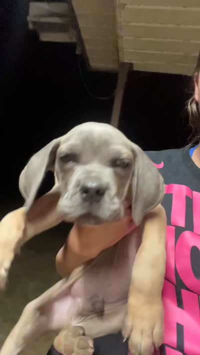 Red , a male Cane Corso for sale in Gause, TX – 3 of 4