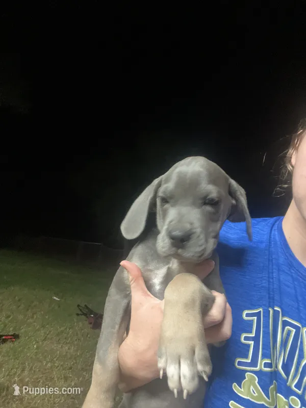 Gray Girl – Cane Corso puppy for sale in Gause, TX