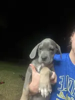 Gray Girl, a female Cane Corso for sale in Gause, TX – 1 of 4
