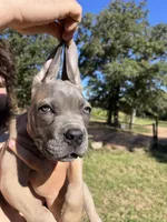 Red , a male Cane Corso for sale in Gause, TX – 2 of 4