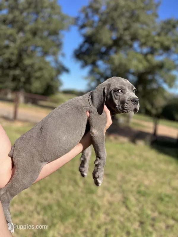 Blue boy  – Cane Corso puppy on hold in Gause, TX