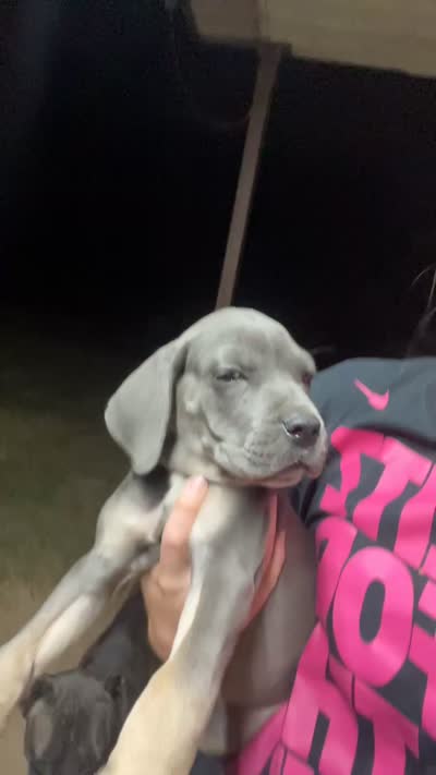 Gray Girl, a female Cane Corso for sale in Gause, TX – 4 of 4